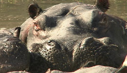 hippo